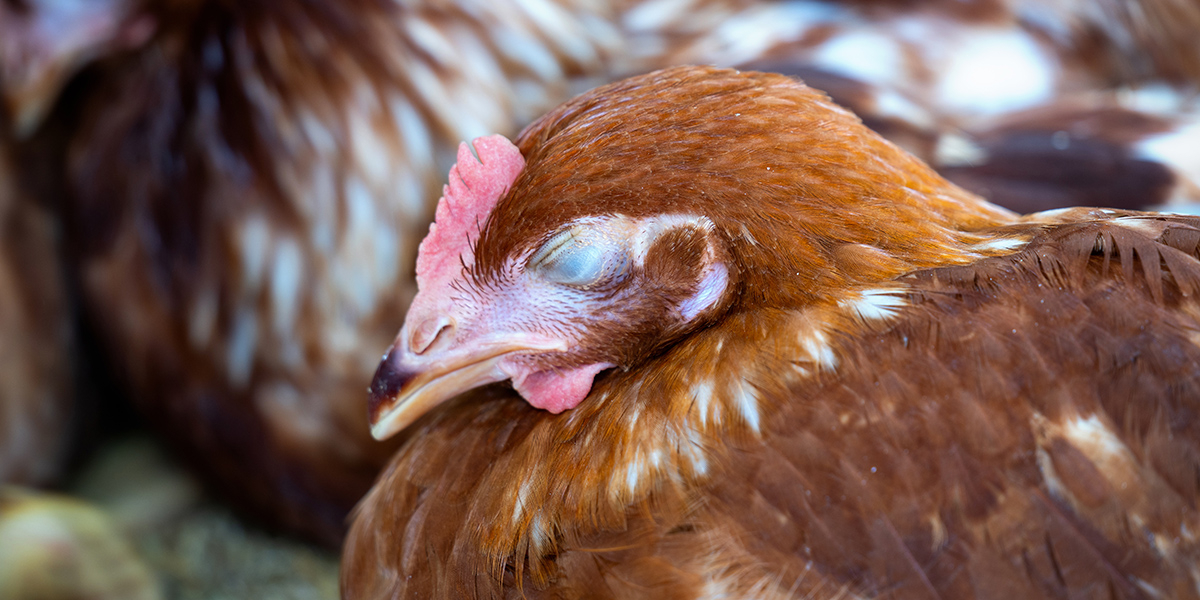 How Long Do Chickens Live? The Surprising Lifespan of Backyard Hens Revealed