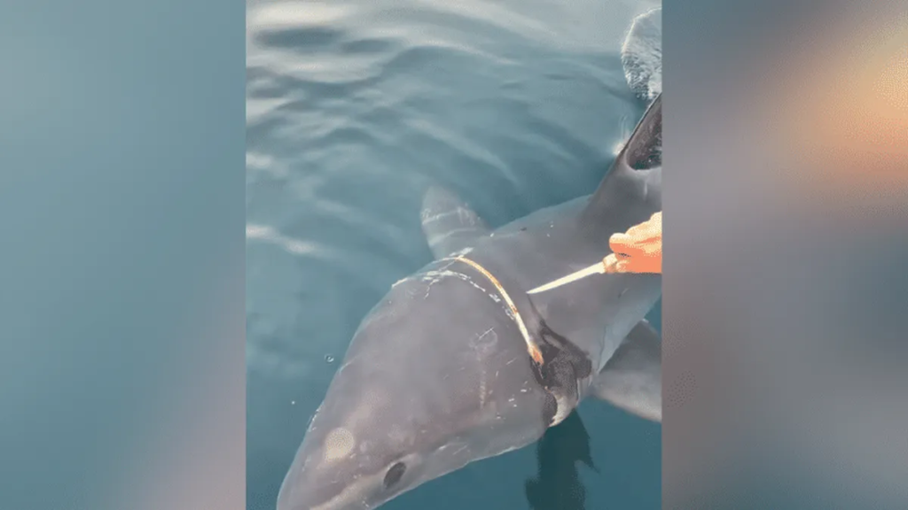Heartbreaking: Despite Heroic Efforts, French Fishermen Fail to Free ...