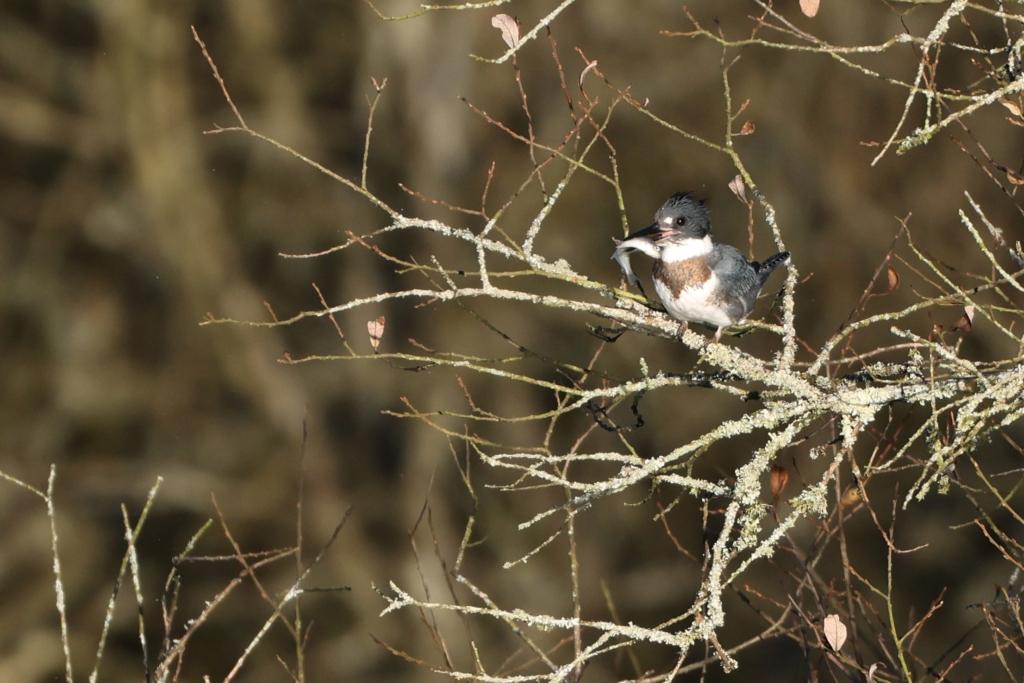 Belted Kingfisher with a fish