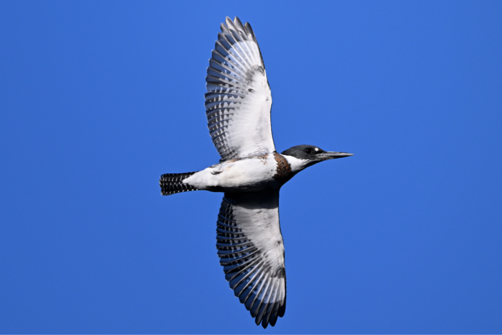 Detail of white underwing coverts