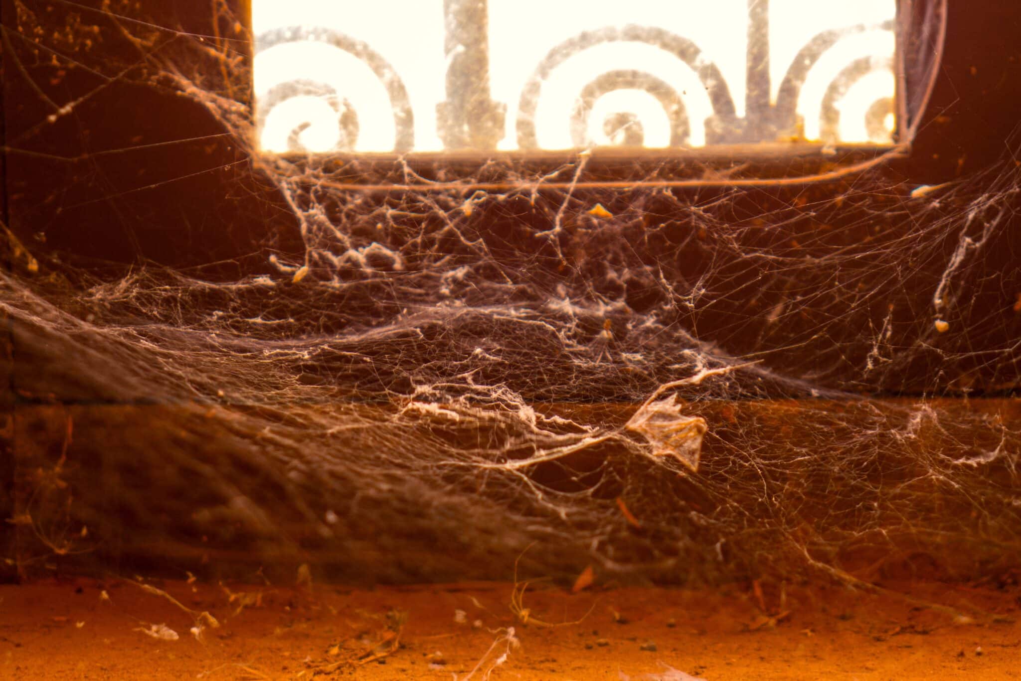 The Most Shocking Home Horror: A Kansas Family Lived With 2,000 Venomous Spiders for Over 5 Years