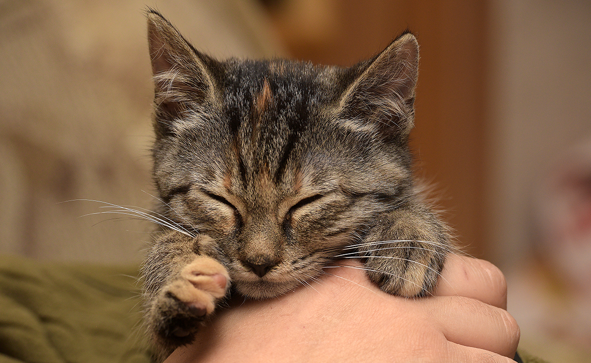 12 Undeniable Signs Your Cat Has Chosen You as Their Forever Human