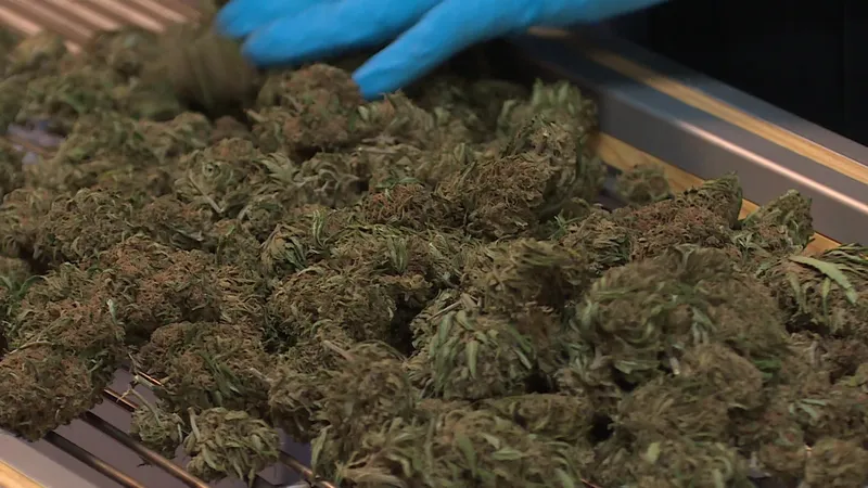 Dried CBD is sold directly, without further modification