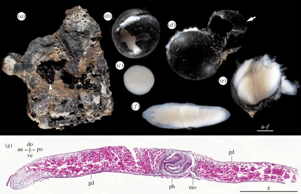 Egg capsules and developing flatworms observed on rock retrieved from the abyss.