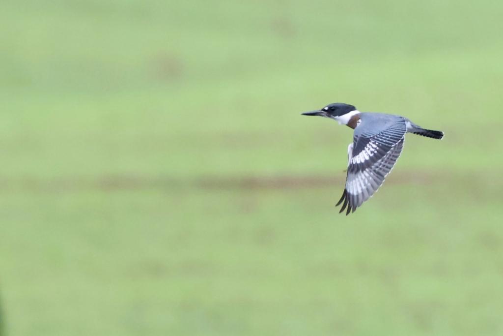 Belted Kingfisher perched on a branch near the canal