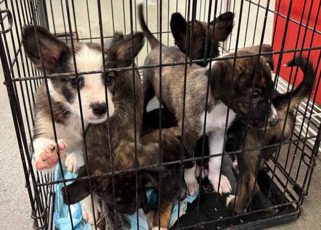 Houston Pet Adoption Program