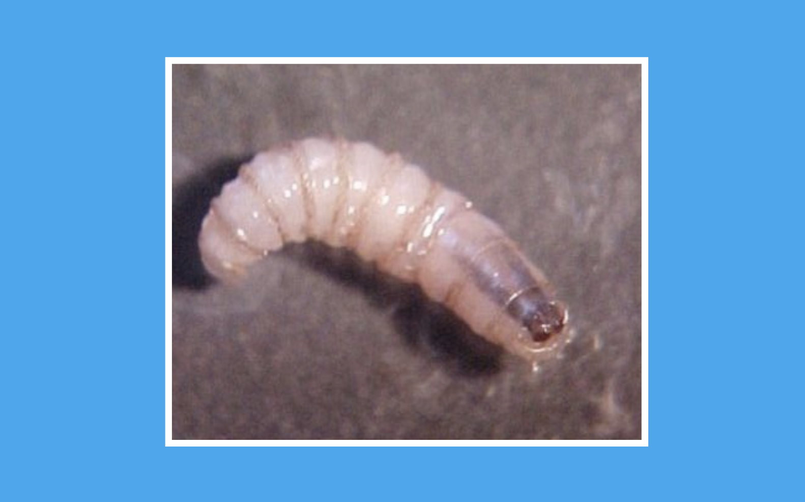 USDA Confirms Case of Borer in Texas