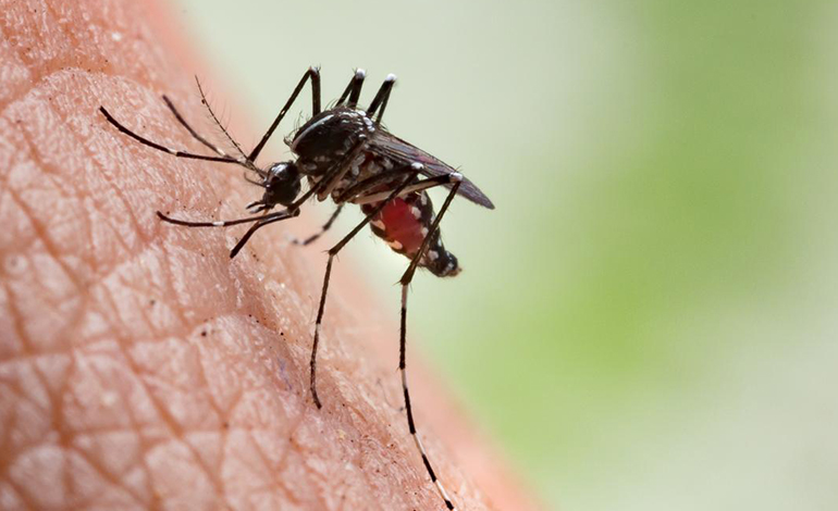 West Nile Virus Case Reported in Montgomery County